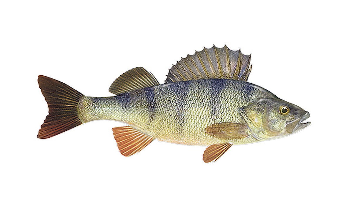 YOUR GUIDE TO FISHING A WEIR POOL Angling Times